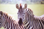 Zebra Close Up